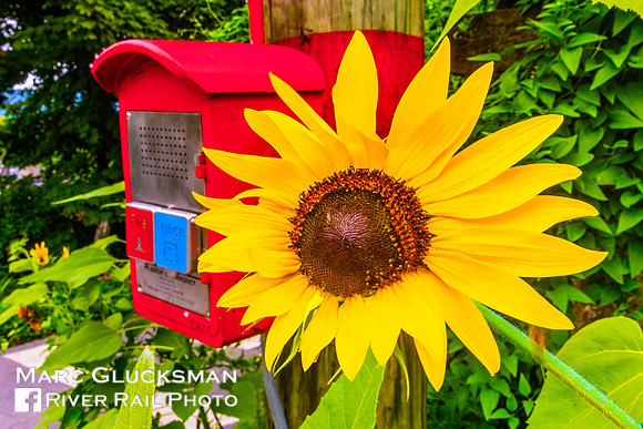 Sunflower And an FDNY Call Box, Bronx, New York